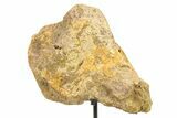 Fossil Dinosaur Skull Section w/ Metal Stand - South Dakota #294892-1